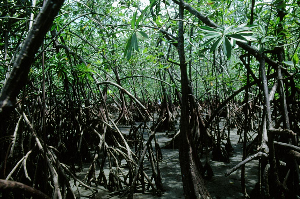 Pelliciera rhizophorae growth